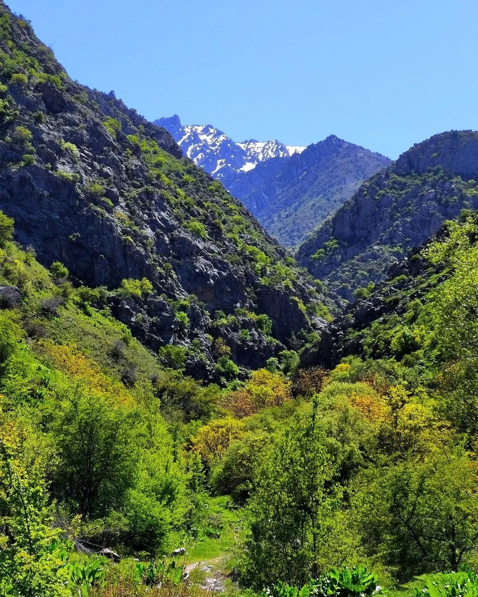 A green meadow leading up to snow-streaked mountains