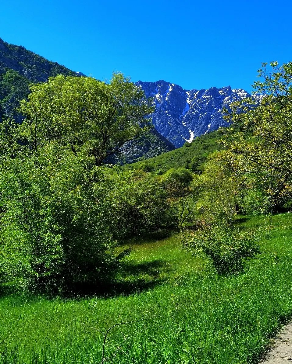 Trees and green hills with a snow-capped ridge behind them